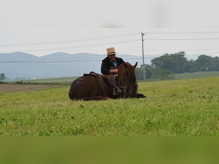 Koń pociągowy Mix Wałach 5 lat Ciemnokasztanowata in Rebersburg, PA