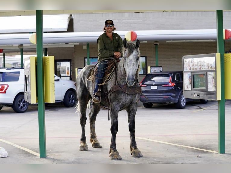Koń pociągowy Wałach 5 lat Siwa in Kaufman, TX