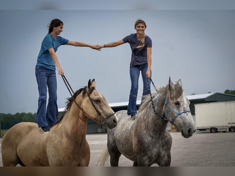 Koń pociągowy Wałach 5 lat Siwa in Kaufman, TX
