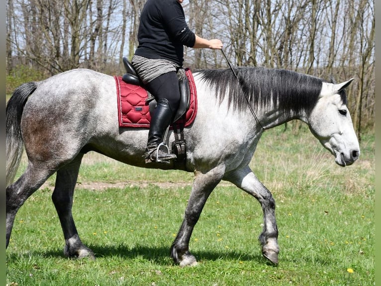 Koń pociągowy Mix Wałach 6 lat 165 cm Siwa in Strasburg, OH