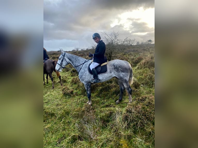 Koń pociągowy Wałach 6 lat 168 cm Siwa jabłkowita in Sligo