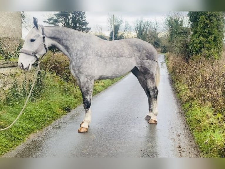 Koń pociągowy Wałach 6 lat 168 cm Siwa jabłkowita in Sligo