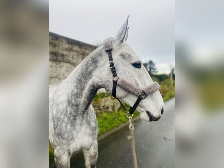 Koń pociągowy Wałach 6 lat 168 cm Siwa jabłkowita in Sligo