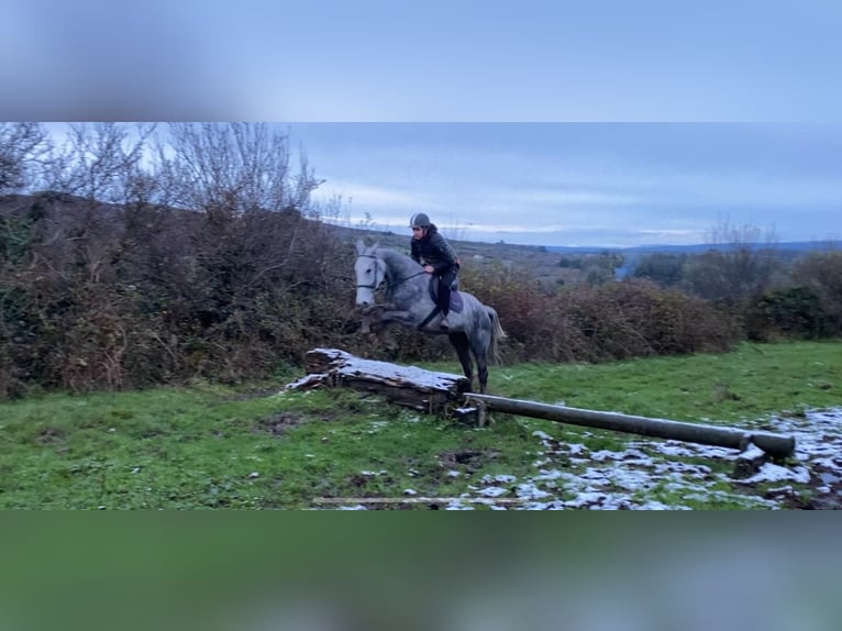 Koń pociągowy Wałach 6 lat 168 cm Siwa jabłkowita in Sligo