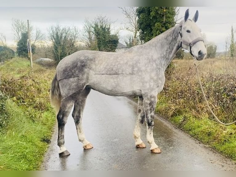 Koń pociągowy Wałach 6 lat 168 cm Siwa jabłkowita in Sligo