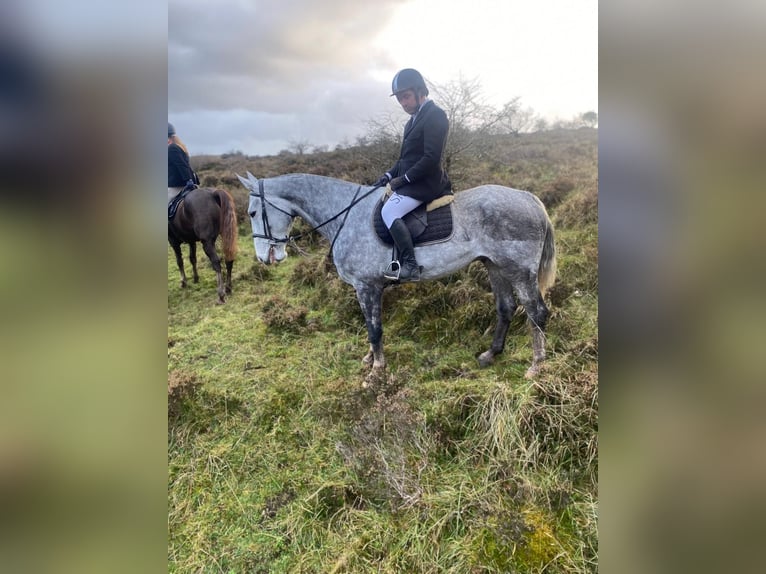 Koń pociągowy Wałach 6 lat 168 cm Siwa jabłkowita in Sligo