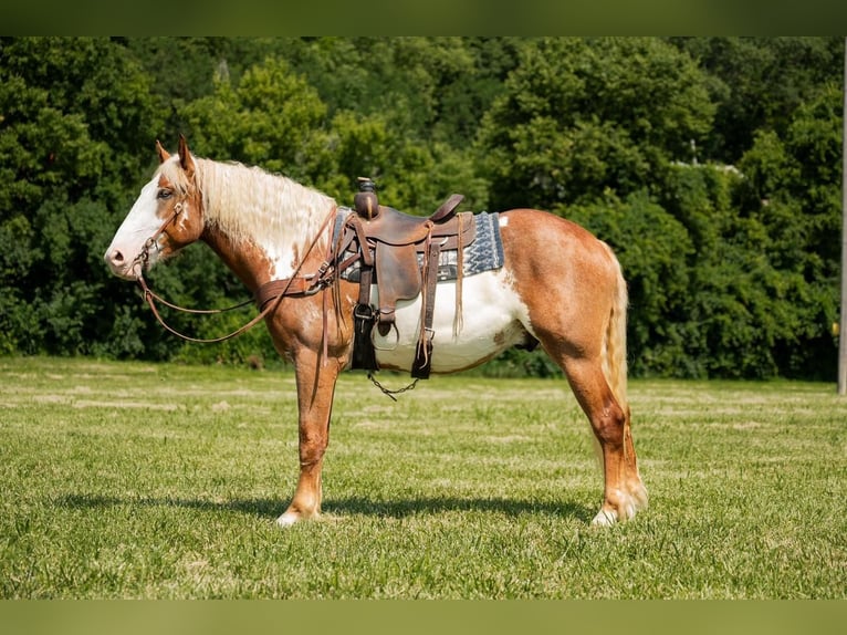 Koń pociągowy Wałach 6 lat 173 cm Srokata in Middletown, OH