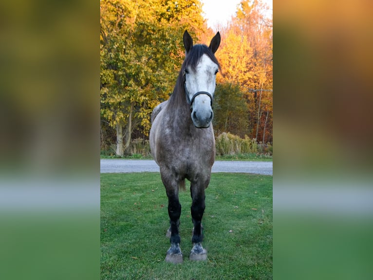 Koń pociągowy Wałach 6 lat 180 cm Siwa in Warsaw NY