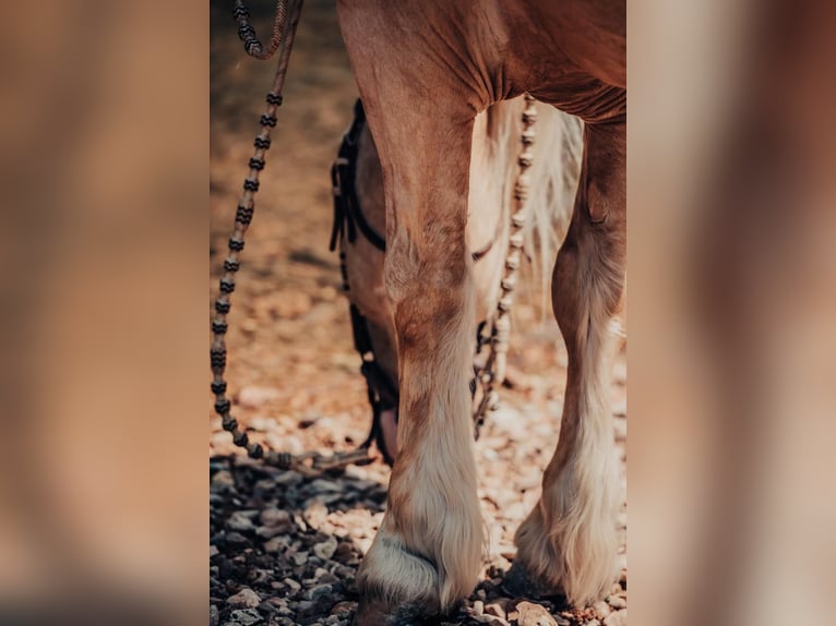 Koń pociągowy Wałach 6 lat Izabelowata in OCala FL