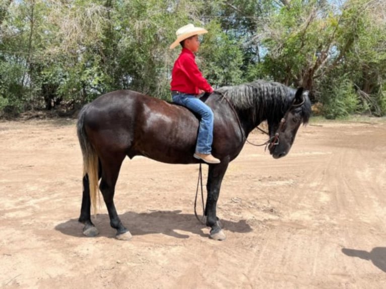 Koń pociągowy Wałach 7 lat 150 cm Siwa in El Pazo TX