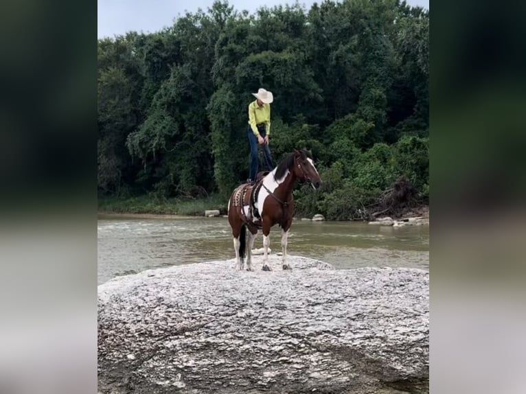 Koń pociągowy Mix Wałach 7 lat 157 cm Tobiano wszelkich maści in Lipan, TX