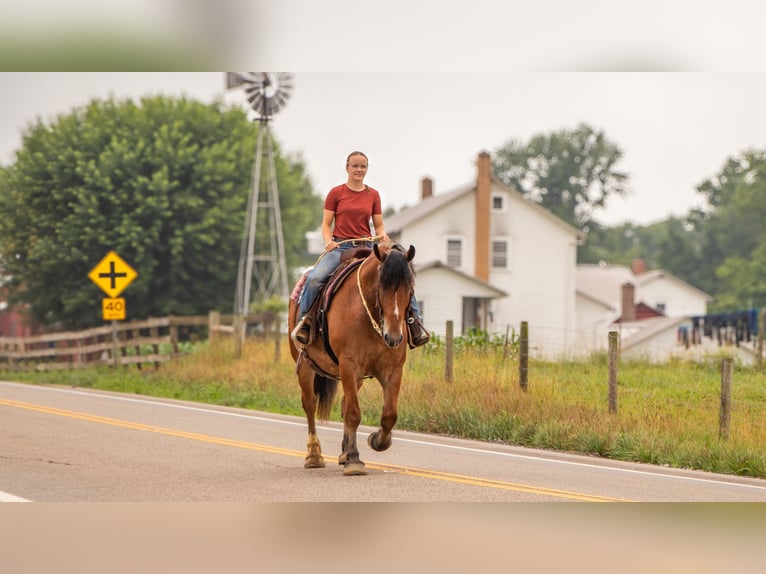 Koń pociągowy Mix Wałach 7 lat 163 cm Gniada in Millersburg