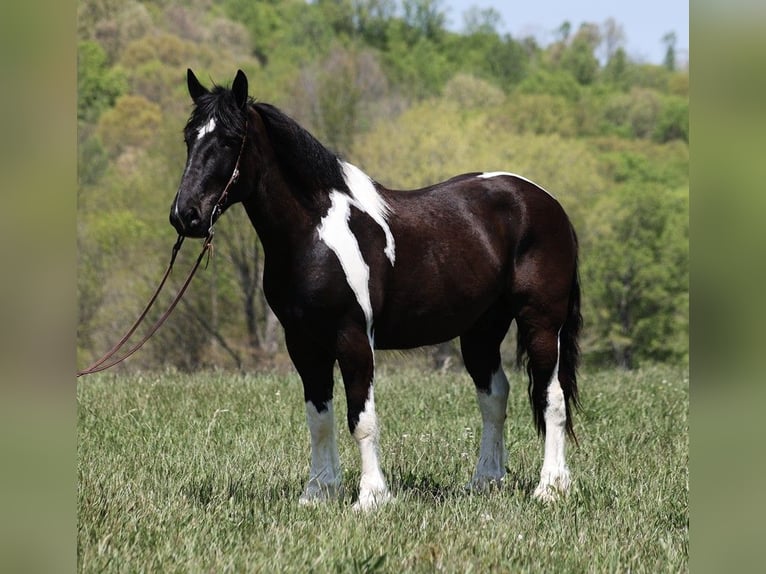 Koń pociągowy Wałach 7 lat 165 cm Tobiano wszelkich maści in Somerset KY