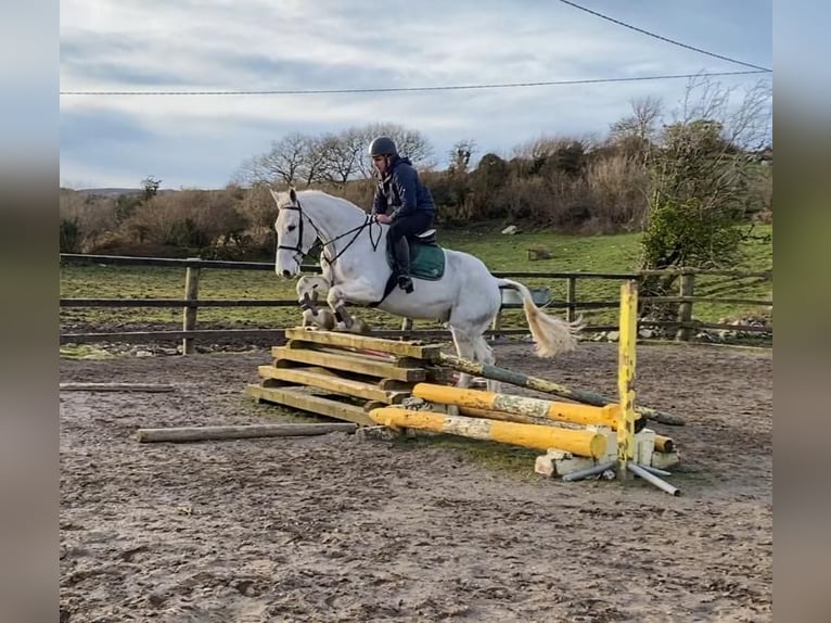 Koń pociągowy Wałach 7 lat 170 cm Siwa in Sligo