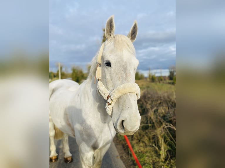 Koń pociągowy Wałach 7 lat 170 cm Siwa in Sligo