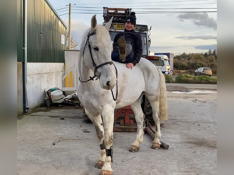 Koń pociągowy Wałach 7 lat 170 cm Siwa in Sligo