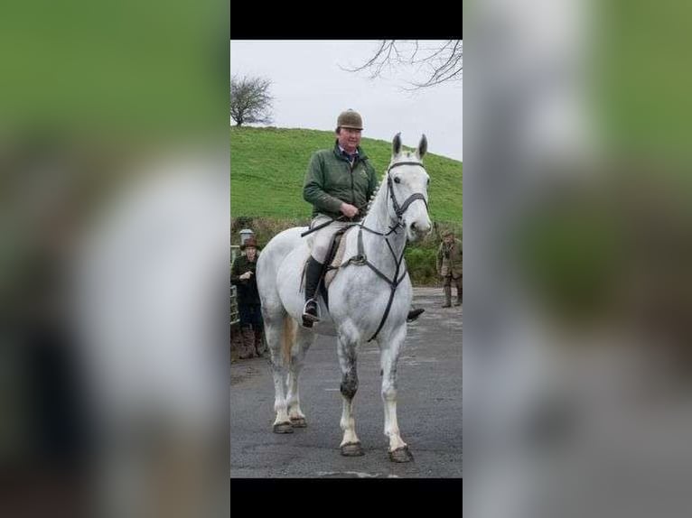 Koń pociągowy Wałach 7 lat 170 cm Siwa in Sligo