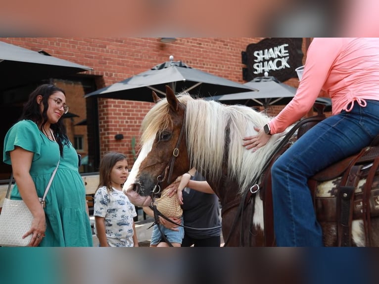 Koń pociągowy Wałach 8 lat 145 cm Kasztanowatodereszowata in Weatherford TX