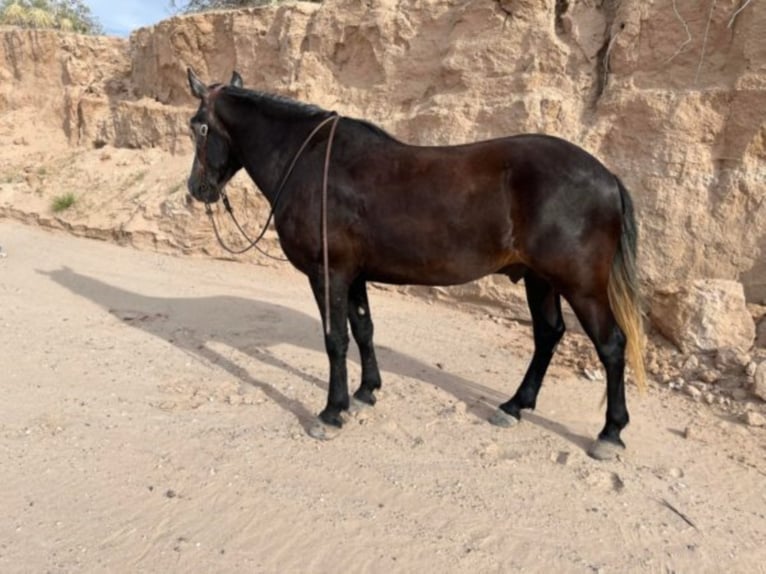 Koń pociągowy Wałach 8 lat 150 cm Siwa in El Pazo TX