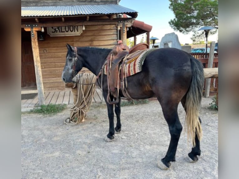 Koń pociągowy Wałach 8 lat 150 cm Siwa in El Pazo TX