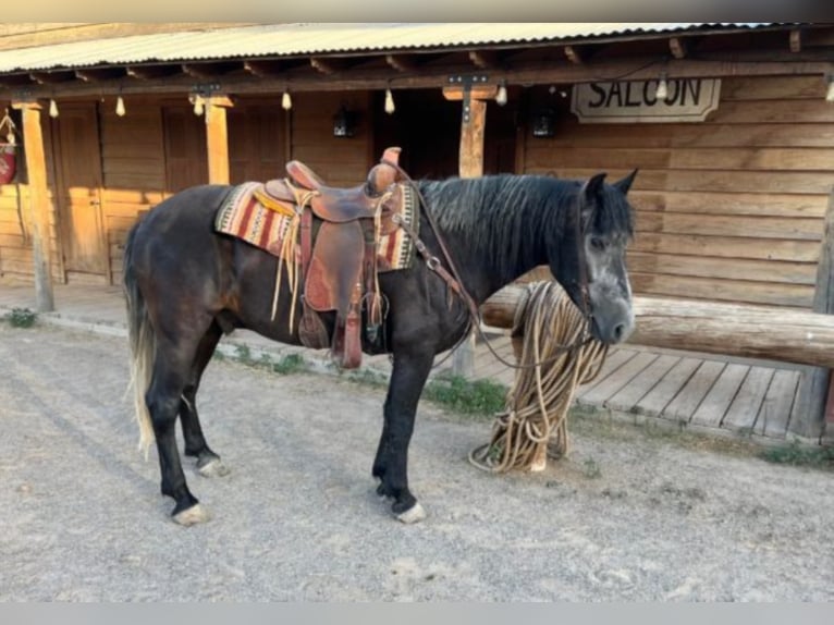 Koń pociągowy Wałach 8 lat 150 cm Siwa in El Pazo TX