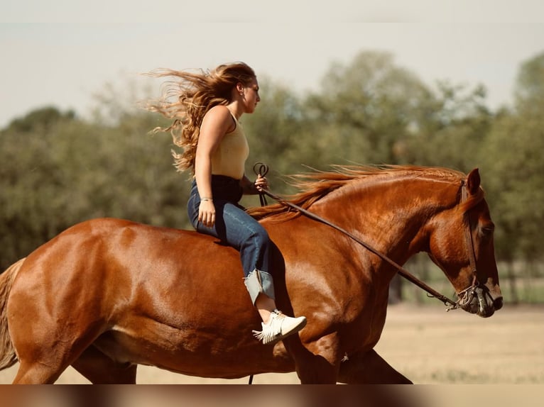 Koń pociągowy Mix Wałach 8 lat 157 cm Cisawa in Weatherford, TX