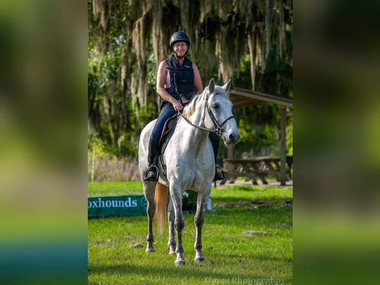 Koń pociągowy Mix Wałach 8 lat 157 cm Siwa in Brooksville, FL