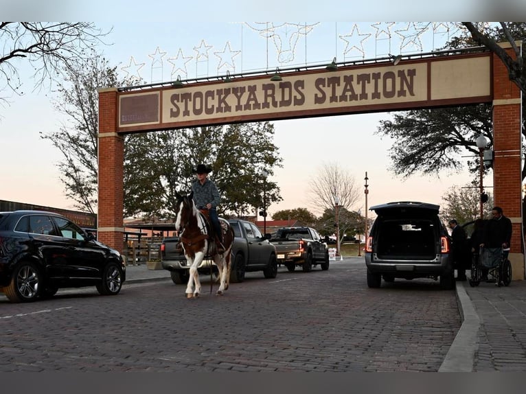 Koń pociągowy Wałach 8 lat 157 cm Tobiano wszelkich maści in Waco TX