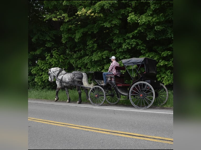 Koń pociągowy Wałach 8 lat 170 cm Siwa jabłkowita in Warsaw, NY