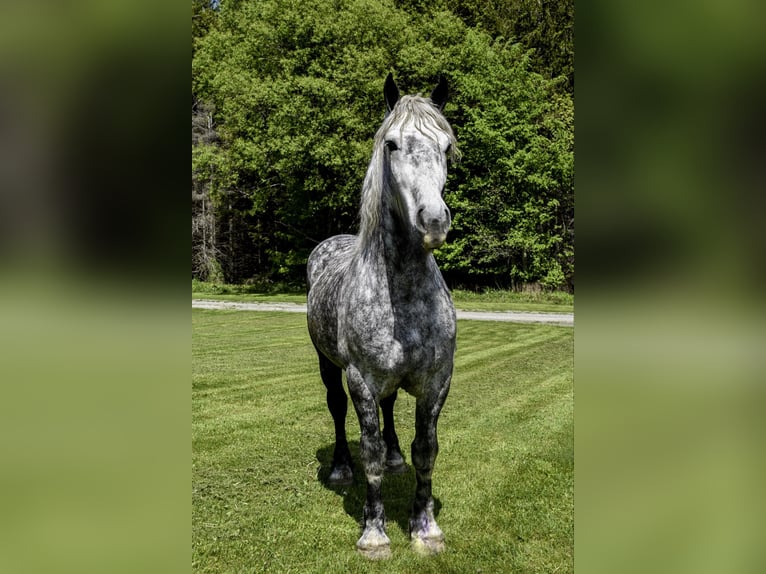 Koń pociągowy Wałach 8 lat 170 cm Siwa jabłkowita in Warsaw, NY