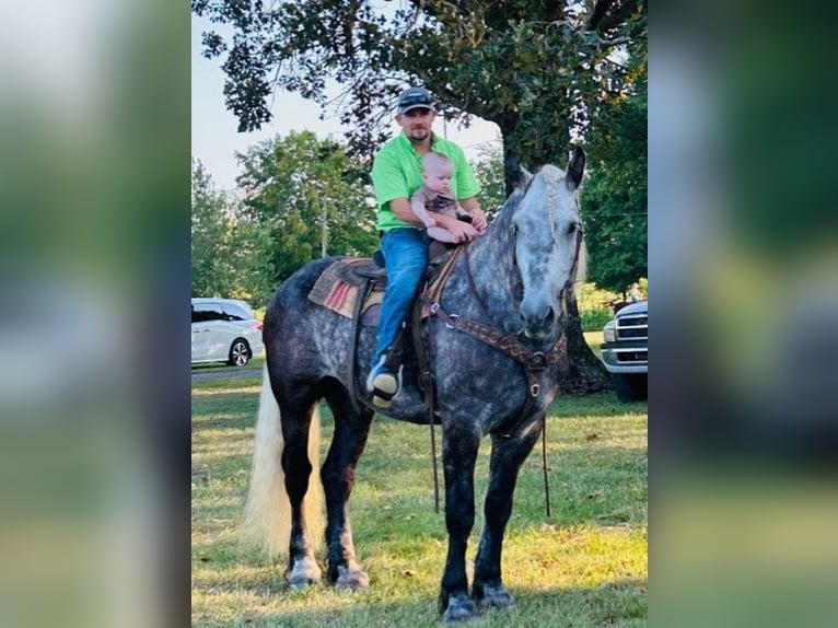 Koń pociągowy Wałach 8 lat 173 cm Siwa jabłkowita in Auburn KY