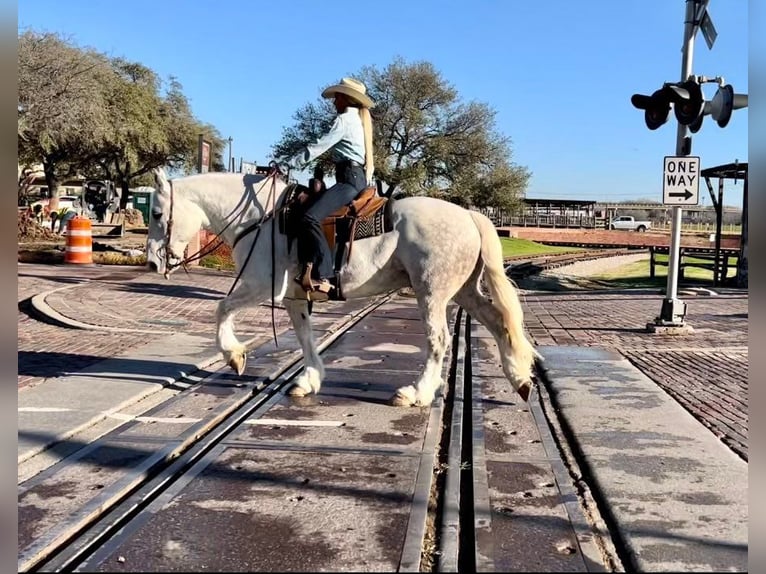 Koń pociągowy Wałach 9 lat 155 cm Siwa jabłkowita in Weatherford TX