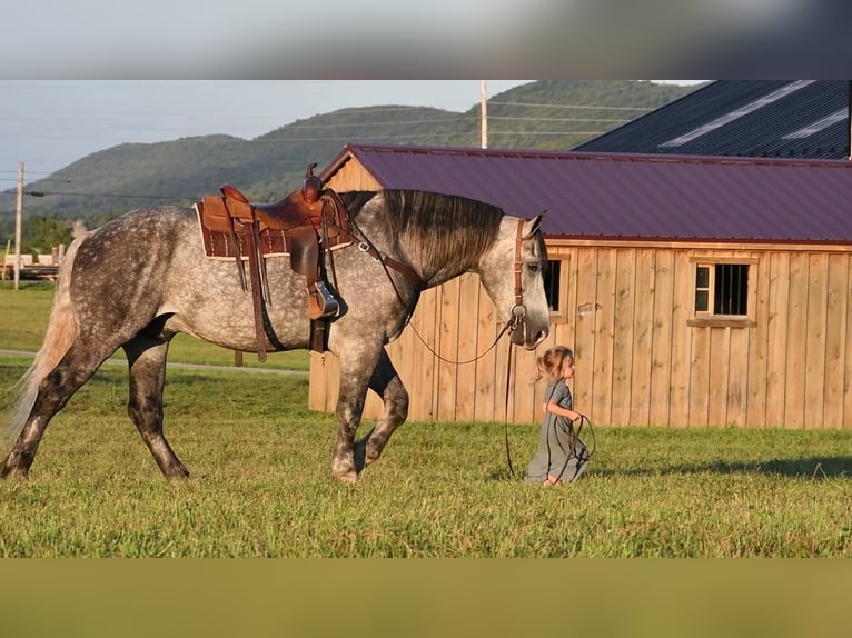 Koń pociągowy Mix Wałach 9 lat 173 cm Siwa in Howard, PA