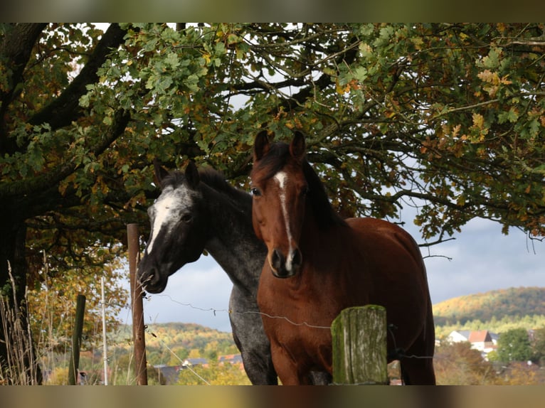 Koń półkrwi arabskiej (Arabian Partbred) Mix Klacz 10 lat 150 cm Gniada in Lebach