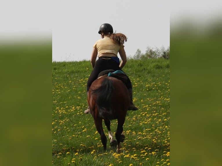 Koń półkrwi arabskiej (Arabian Partbred) Mix Klacz 10 lat 150 cm Gniada in Lebach