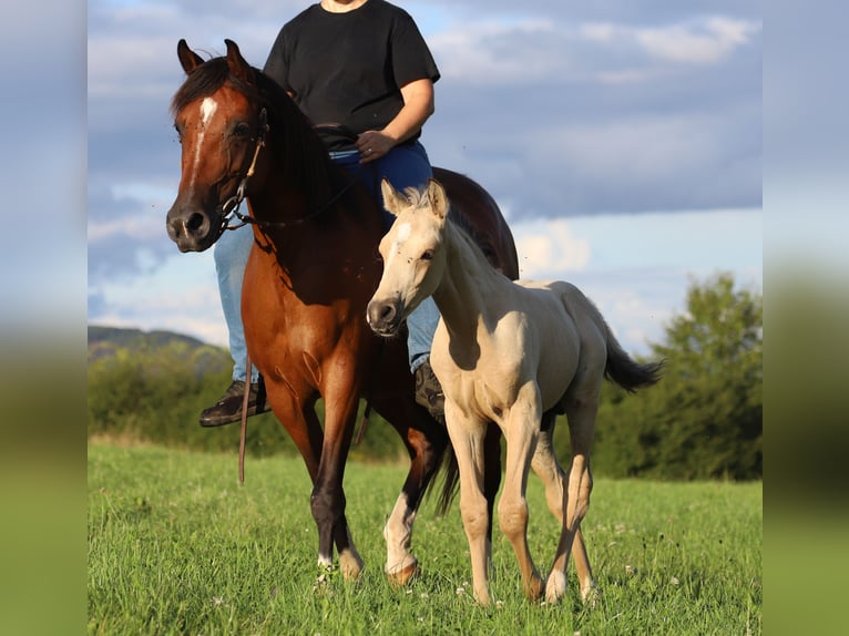 Koń półkrwi arabskiej (Arabian Partbred) Mix Klacz 10 lat 150 cm Gniada in Lebach
