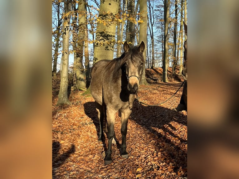 Koń półkrwi arabskiej (Arabian Partbred) Klacz 10 lat 150 cm Jelenia in Malente
