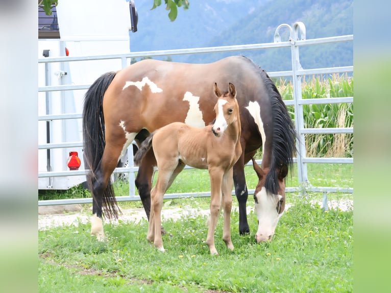 Koń półkrwi arabskiej (Arabian Partbred) Klacz 11 lat 155 cm Overo wszelkich maści in Völkermarkt