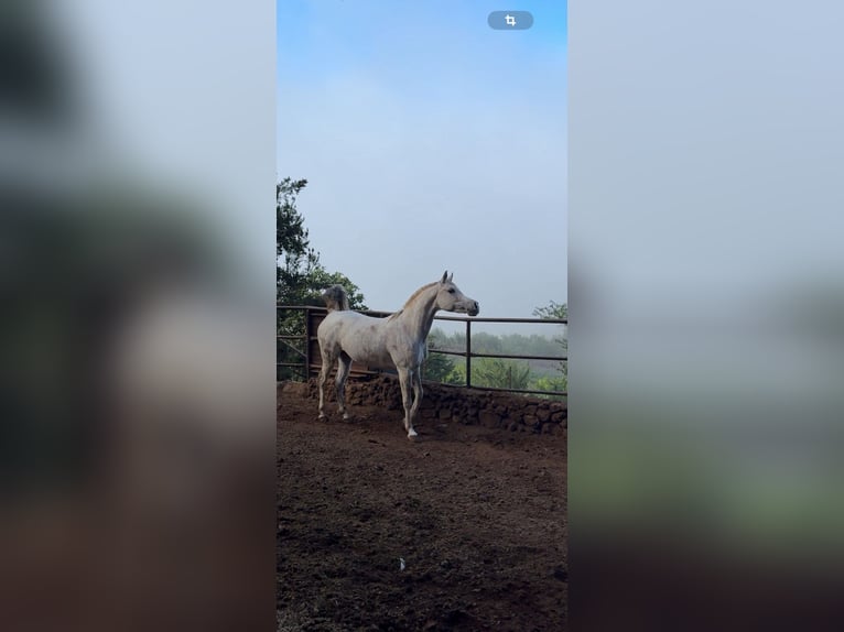 Koń półkrwi arabskiej (Arabian Partbred) Klacz 11 lat 155 cm Siwa in ICOD DE LOS VINOS