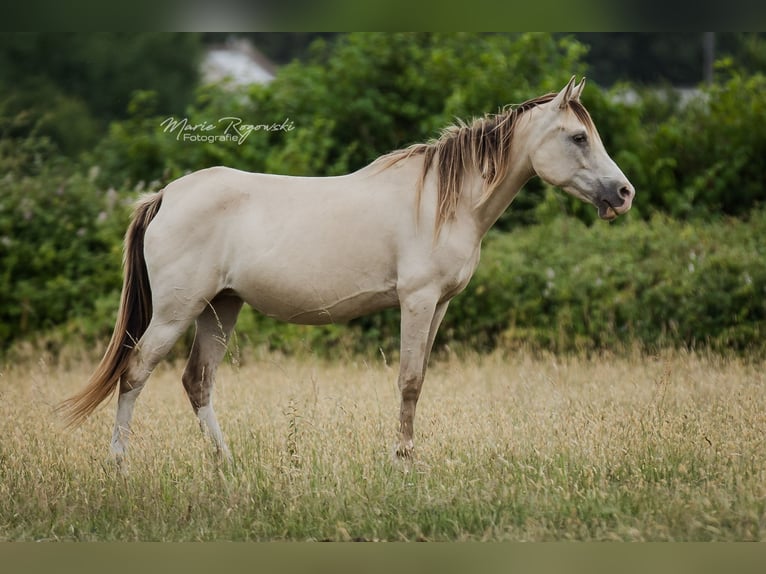 Koń półkrwi arabskiej (Arabian Partbred) Klacz 13 lat 148 cm Szampańska in Beaumont-Pied-de-Buf