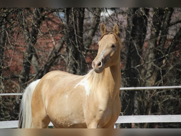 Koń półkrwi arabskiej (Arabian Partbred) Klacz 13 lat 153 cm Szampańska in Keutschach