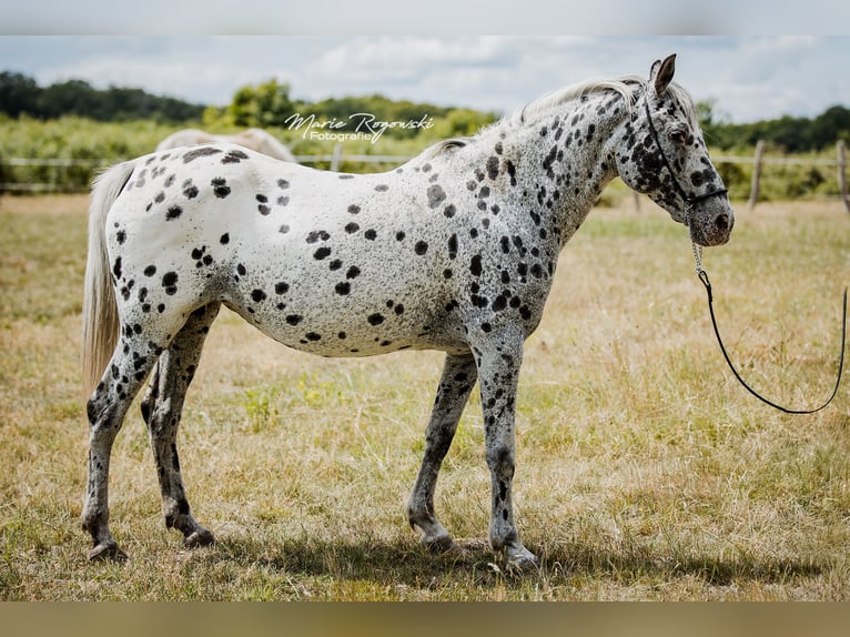 Koń półkrwi arabskiej (Arabian Partbred) Klacz 14 lat 150 cm Tarantowata in Beaumont-Pied-de-Buf