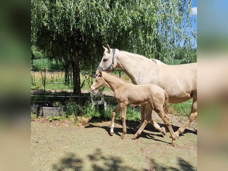 Koń półkrwi arabskiej (Arabian Partbred) Klacz 15 lat 152 cm Izabelowata in Gemmenich