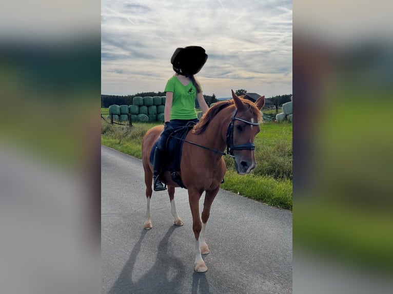 Koń półkrwi arabskiej (Arabian Partbred) Klacz 19 lat 140 cm Kasztanowata in Theisseil