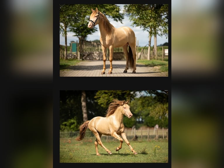 Koń półkrwi arabskiej (Arabian Partbred) Klacz 1 Rok 140 cm Szampańska in Groesbeek