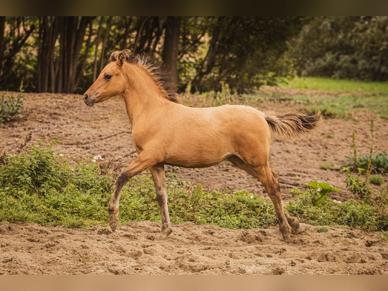 Koń półkrwi arabskiej (Arabian Partbred) Klacz 1 Rok 145 cm Bułana in Erichem