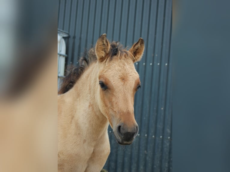 Koń półkrwi arabskiej (Arabian Partbred) Klacz 1 Rok 145 cm Bułana in Erichem