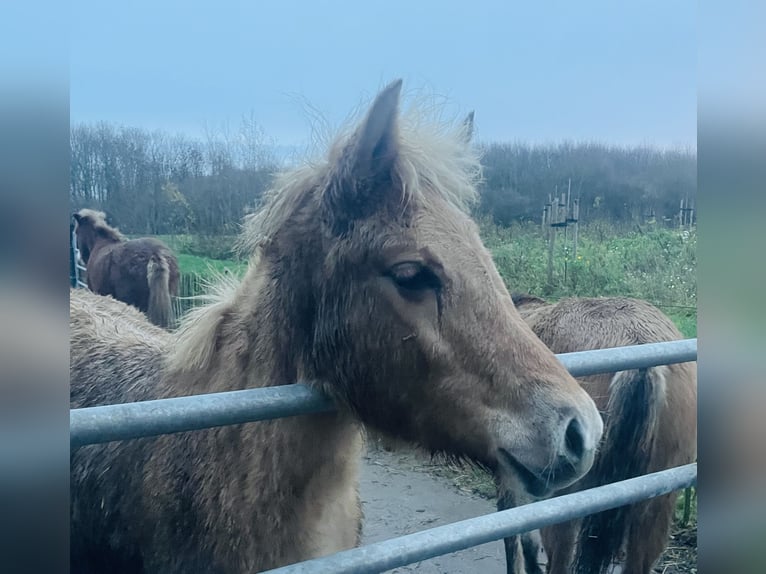Koń półkrwi arabskiej (Arabian Partbred) Klacz 1 Rok 145 cm Bułana in Erichem