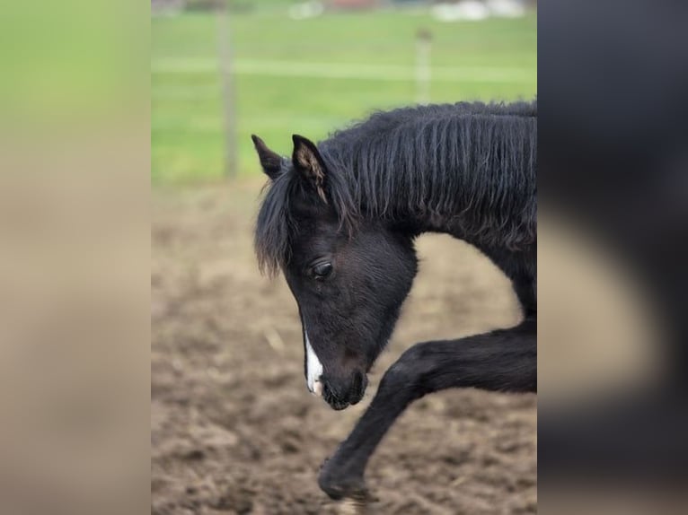 Koń półkrwi arabskiej (Arabian Partbred) Klacz 1 Rok 150 cm Kara in Hagendorn
