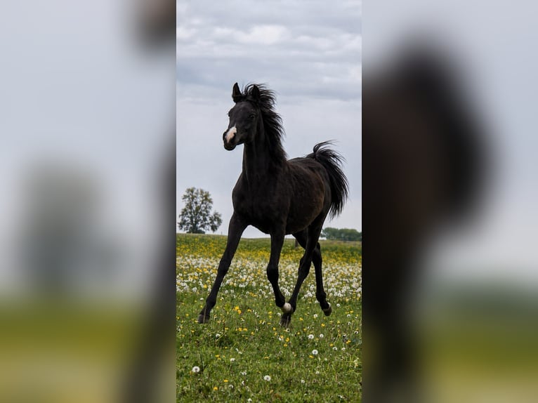 Koń półkrwi arabskiej (Arabian Partbred) Klacz 1 Rok 150 cm Kara in Hagendorn